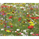 Blumenwiese "Marienkäfer" 7m²